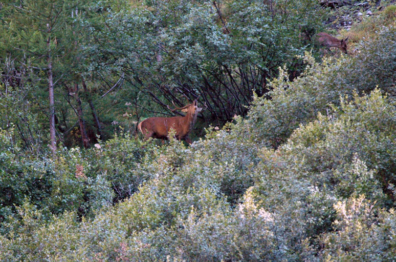 PASSIONE PER IL CERVO